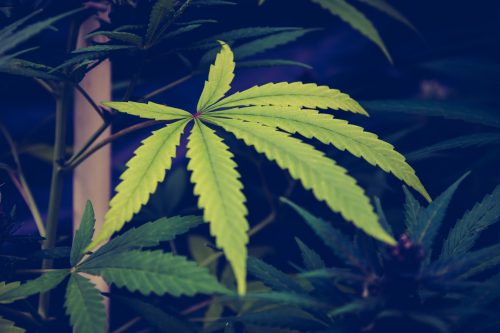 CBD hennep huid gezond