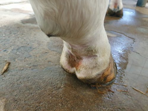 Swollen leg mud fever horse CBD