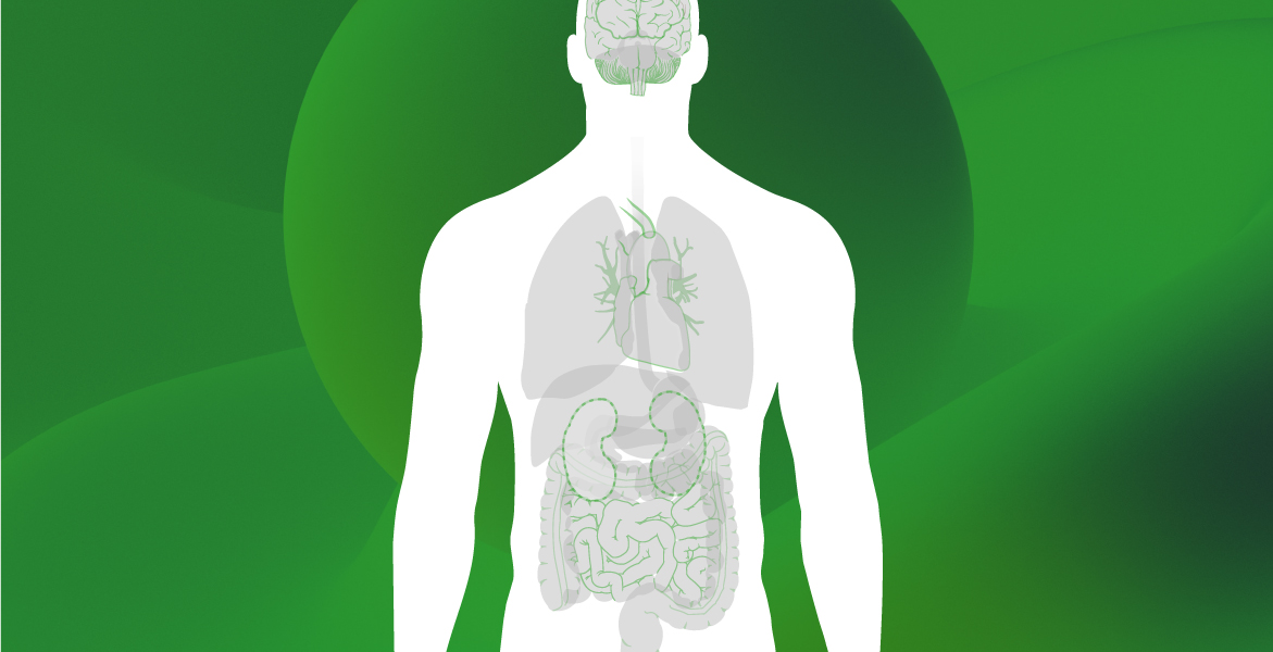 cbd olie hormonen