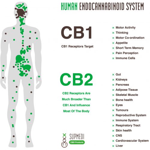 CBD receptoren menselijk lichaam