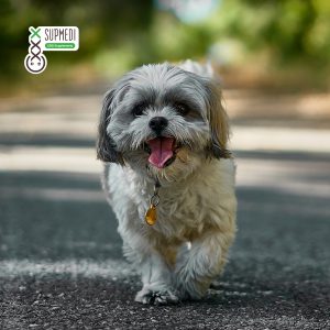 cbd voor dieren hond