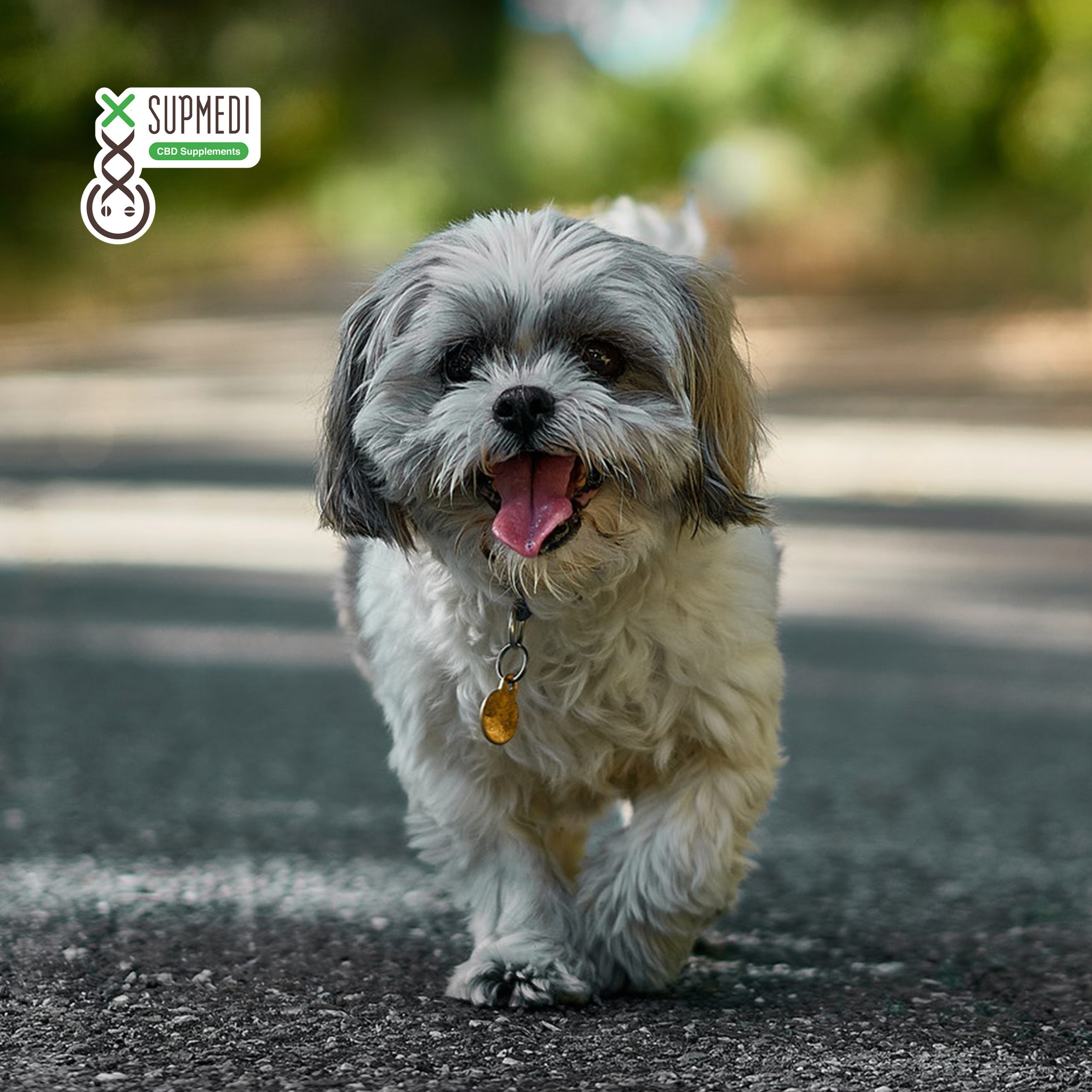 CBD für Tiere Hund