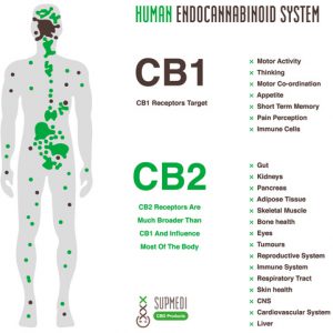 endocannabinoid system cbd thc