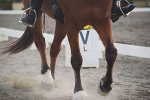 cbd en paardrijden stress
