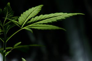 chanvre et CBD comme médicament