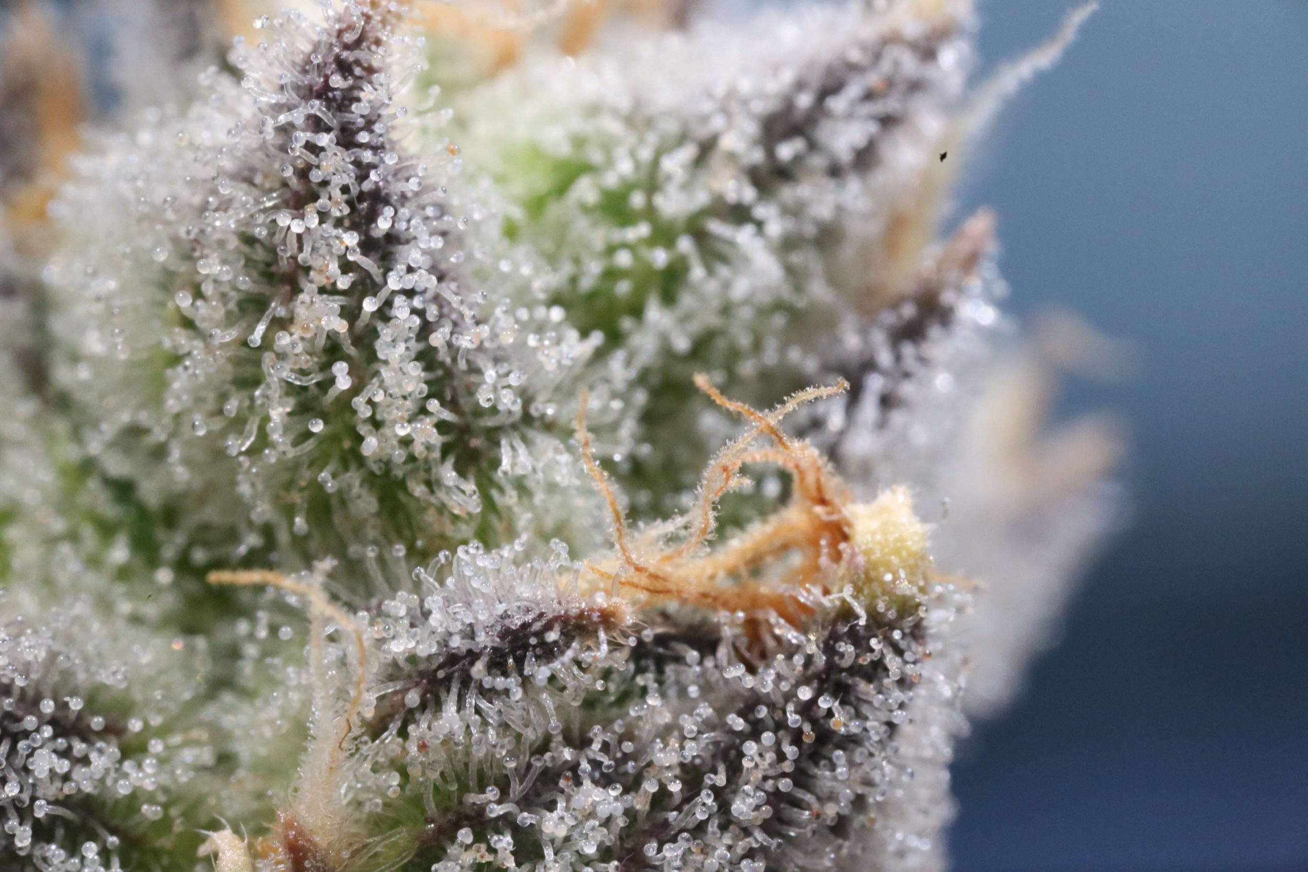 THC trichomes