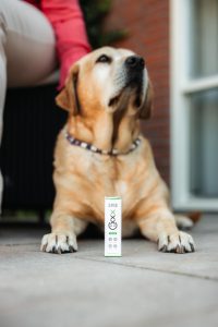 cbd for pets