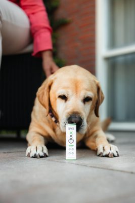 treating pets with cbd