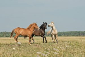 treating horses with cbd