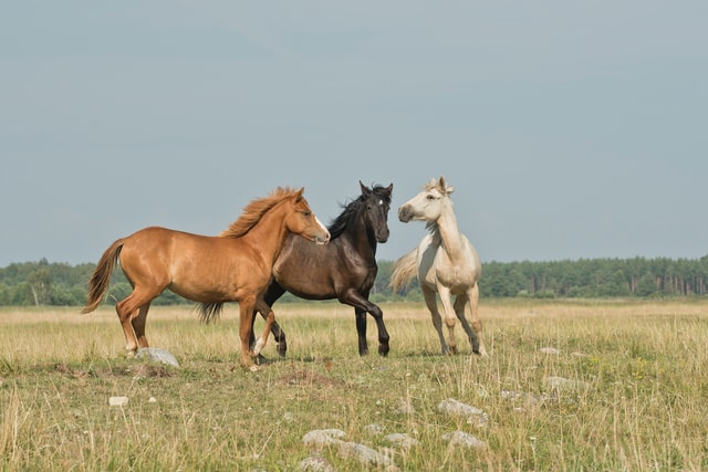 hennepolie paard