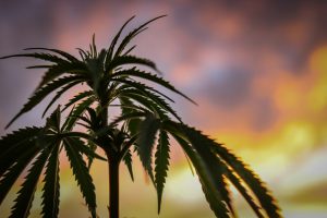 Unterschied Marihuana Cannabis Hanf