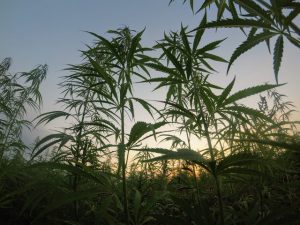 Hanf Marihuana Cannabis Unterschied