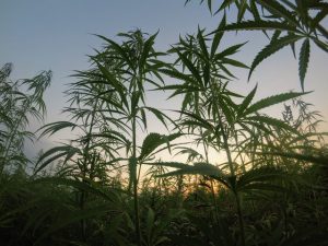 hennep wiet cannabis verschil