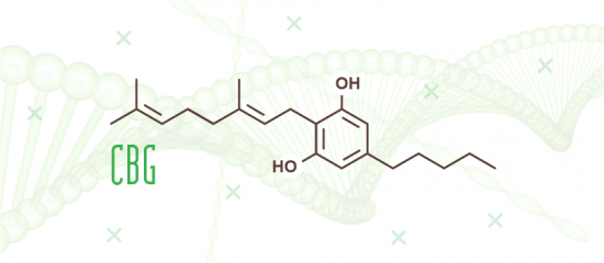 cbd oil cbd