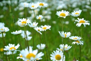 CBD-Öl Bei Heuschnupfen Allergie