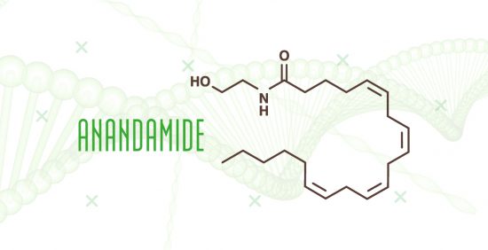 cbd anandamide