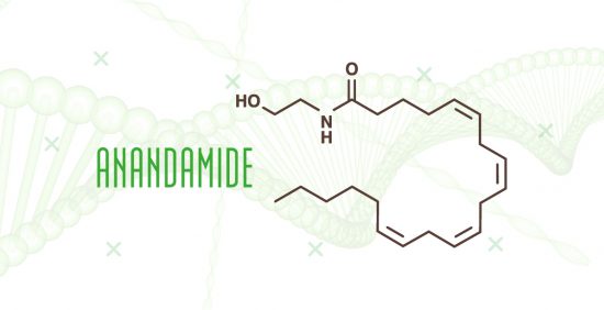 cbd anandamid