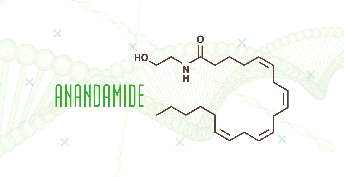 Anandamida, el endocannabinoide que nos hace felices