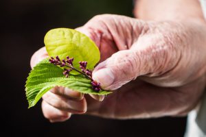 CBD contra la enfermedad de Parkinson