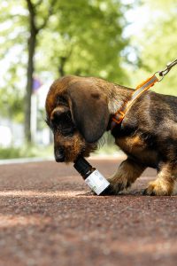 cbd oil pets pain behavior