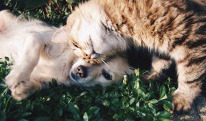 cbd huisdieren kalmeren agressie hond kat