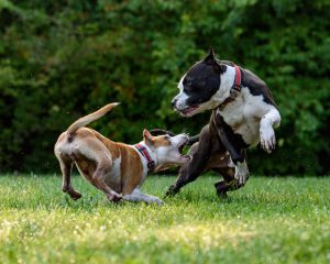 agresividad mascotas gatos perros cbd