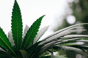 CBD-Öl High Weedöl Cannabis