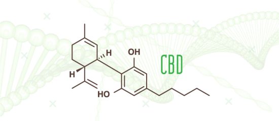 cbd oil cannabidiol