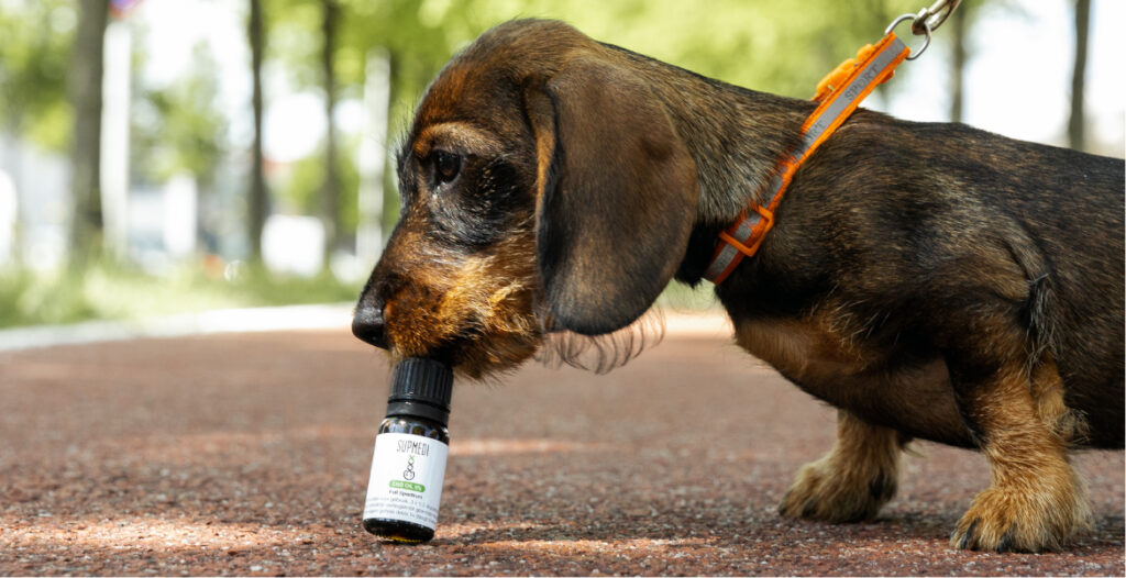 cbd oil for dogs