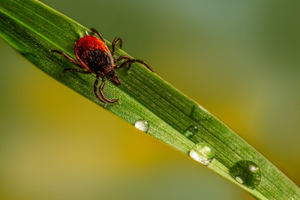 hemp oil tick bite marijuana drops