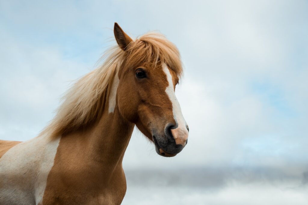 cbd oil horses