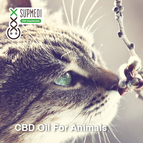 CBD for pets animals