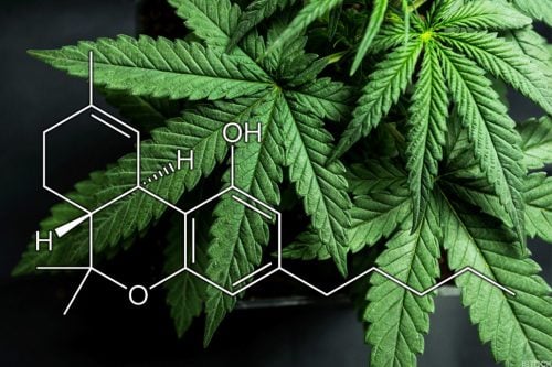 CBD and THC differences