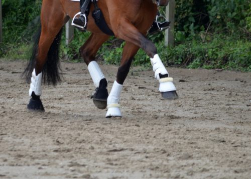 Dressage and CBD agains stress